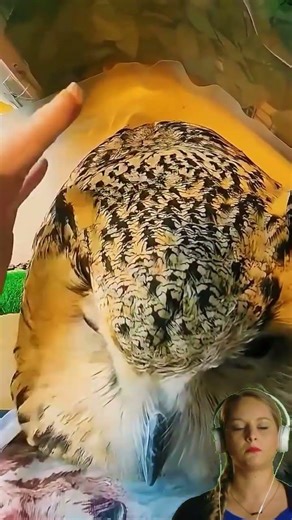 It's true that owls enjoy being petted on the head_1
