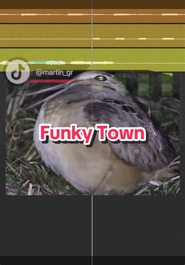 Funky Town Mashup: The Ultimate Bird Meme