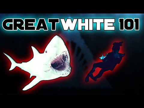 Depth Great White Shark Beginners Guide 2020