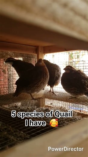 5 species of Quail I have 🥰 #fyp #agriculture #quail #farming