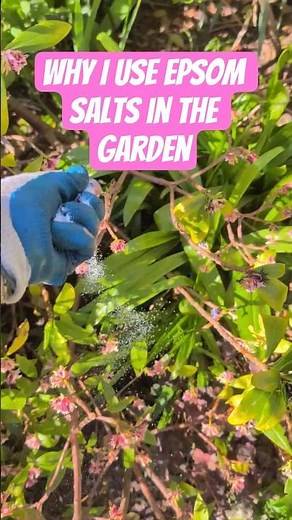 Why I Use Epsom Salts in the Garden