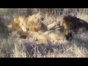 Majingilane vs Mapogo