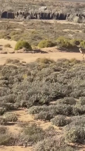 Cheetah at 120km/h | Aj Kenya Safaris Ltd