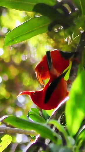 Discover Hawaii's Exotic Red Birds - Liwi