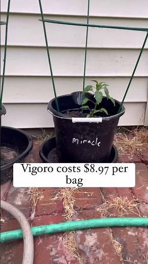 Vigoro vs. miracle grow potting soil. #gardening #garden #soil #shortsvideo #homesteading #farming
