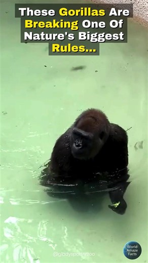 Most Gorillas Avoid Water... Not This Texas Family! 🦍💦