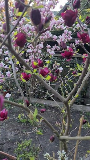 Магнолія Джені (Genie) в Розсаднику Природа