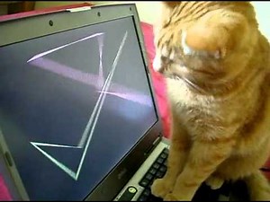 Katze und der Laptop/ Cat vs. Laptop