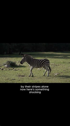 Black or White? The Shocking Truth About Zebras!