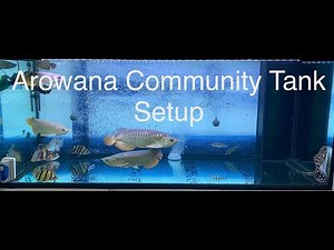 6 feet Arowana Community tank setup