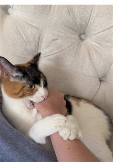 Evil Kitty 😈 (from the drafts) #kitty #calicocat #cat #foryoupage #catsoftiktok