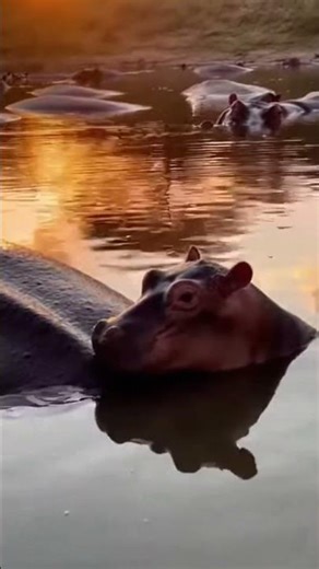 I Got WAY Too Close To These Wild Hippos...#wildlife