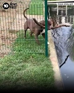 61M views · 1M reactions | IF AT FIRST YOU DON'T SUCCEED... Sometimes you have to take life advice from a dog. This clever pooch has shown us all that if at first you don’t succeed, try, try again. Wait for it.... | 10 News | Facebook