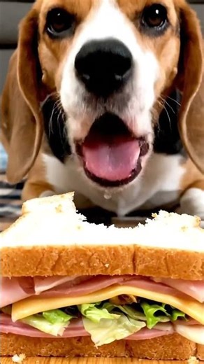 Dog Steals My Sandwich… Again 😂🥪 #DogShorts #FunnyPets