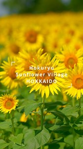 Are you a sunflower lover? 🌻 As one of the largest sunflower fields in Japan, Hokuryu Sunflower Village is the destination for you! 🌞 Gentle slopes are blanketed with roughly 2 million sunflowers, their golden hues shining even brighter under a clear blue sky. It truly feels like the sunflower field stretches on forever. 👀 With a sunflower maze and the Himawari (sunflower)-go tractor offering a slow, scenic tour of the site, there’s something for everyone to enjoy. 🚜 Add a sunflower emoji in