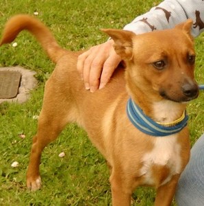 Rescue Dog of the Week: Sammi the Chihuahua/Dachshund Mix