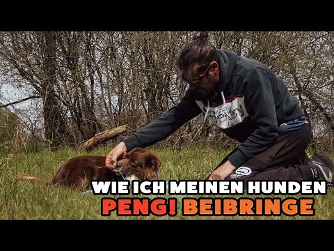 Wie bringe ich meinen Hunden PENG bei?