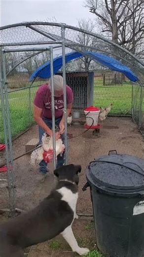 My Rooster Was Hurt — This Simple Trick Let Me Catch Him Fast