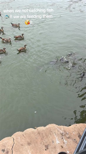 Feeding Fish When Not Catching: A Unique Approach