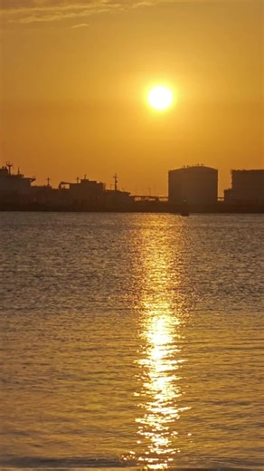 flying fish #japan 🐟