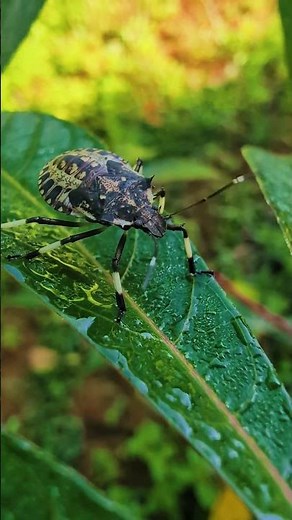 Stink bug