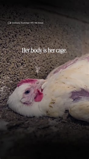 Chickens raised for meat are born into what can only be described as a genetic prison. She’s been bred to grow at an unnaturally fast rate to maximise productivity and therefore, profitability. At only 6 weeks of age, she already has all the physical ailments that come with ‘ageing’. She can barely stand and her heart and bones are unable to cope with the weight she’s been selectively bred to gain so quickly. This type of rapid growth is not only legal in Australia - it’s industry standard acros