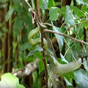 50K views · 695 reactions | Snakes of Thailand : The flying snake in Thailand | Cute Snake TV | Facebook
