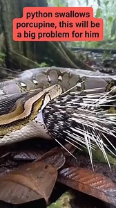 python swallows porcupine, this will be a big problem for him | Hazrul Azhar