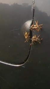 344K views · 804 reactions | Wasps Behind Gas Cap Cover | Swarmstead Bees and Gardening on YT | Swarmstead Bees and Gardening | Facebook