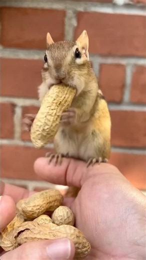Chipmunk n long peanut vs cat n chicken #cute #funny #animals #pets #trending #cat #chipmunk
