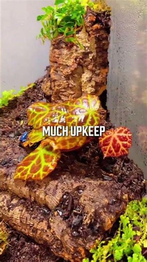Why Every Bioactive Terrarium Needs Isopods & Springtails