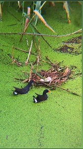 The Dusky Moorhen Are Busy Building Their Nest 🪹 🪺 #DuskyMoorhenbird #birdNest #birdwatchingshortsfeed #fbshorts #fbviralvideo #worlds_amazing_picture | World's Amazing pictures