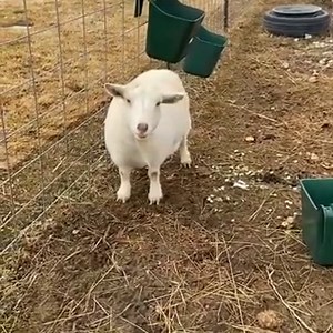 Goat Makes Effort to Communicate With Owner by Attempting to Speak