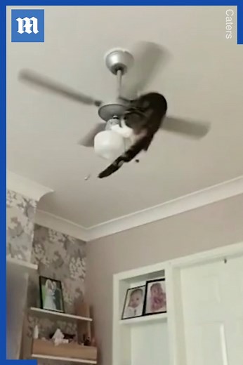 I honestly can't tell you what this cat was thinking 🤦🐈😭 | Daily Mail Video