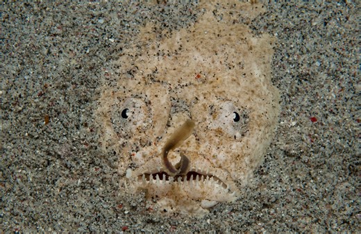 Top 10 Weirdest Deep-Sea Creatures