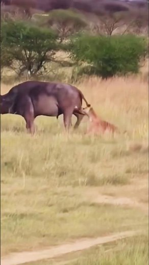 hyena biting buffalo