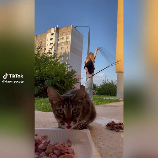 #可愛い動物 #うちの猫が可愛すぎる #わんちゃん可愛い #おもしろ猫 #癒されるペット動画 #面白い猫 #ペット可愛い #にゃんこ可愛い #可愛い犬 #ペットのいる生活 #ペットおもしろ犬 #可愛いペット #おもしろ猫動画 #犬可愛い #癒し動物 #癒しペット #ねこ可愛い #動物おもしろ動画 #可愛い動物集 #動物可愛い動画 #catsoftiktok #cat #catlover #daomeocute #funnyvideos #funnyvideo #cats