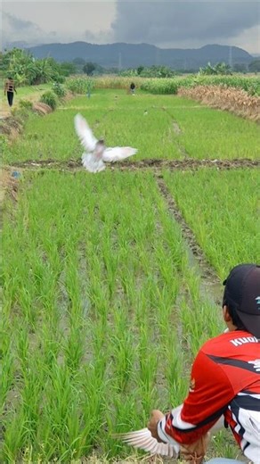 Training Racing Pigeons in the Rice Fields