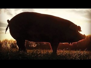 Why These 2 Rare American Pig Breeds Are a Farmer’s Best-Kept Secret!