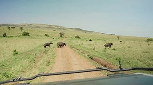 Wildebeest Animals Crossing Dirt Road Safari Stock Footage Video (100% Royalty-free) 3750849703 | Shutterstock