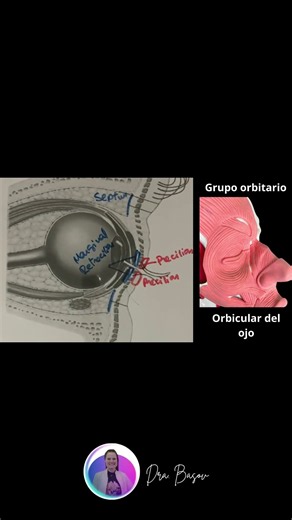 Músculo orbicular del ojo