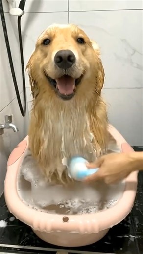 Funny Dogs Taking a Bath 😂🐕 | Cutest & Funniest Dog Reactions Ever! #funnypuppy