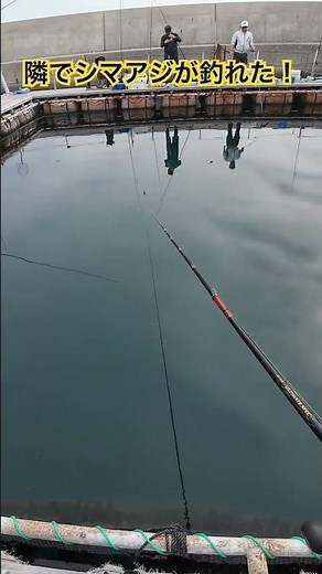 【海上釣堀】30秒でシマアジを釣る！#海上釣堀 #海上釣り堀オーパ#シマアジ