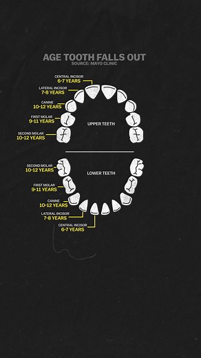 25K views · 118 reactions | Your baby teeth probably fell out in this order. #science #anatomy #teeth #babyteeth #dentistry | Vox | Facebook