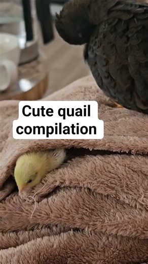 Cutest quail moments #cuteanimals #compilation #quail