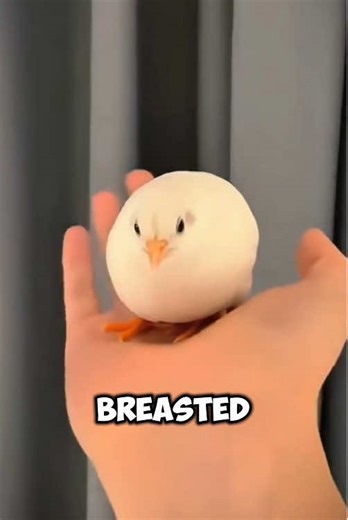 Discover the Blue Breasted Quail: A Unique Urban Pet