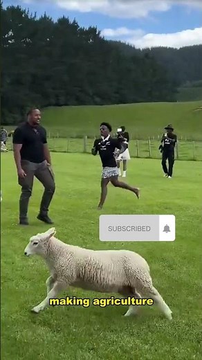 New Zealand’s Amazing Farming Life 🌿🐑