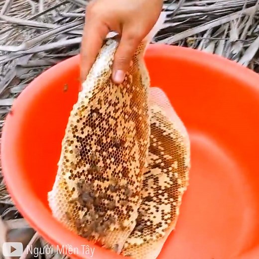 275K views · 2.3K reactions | Harvesting Natural honey in Vietnam inside a coconut tree! Credit: Người Miền Tây (facebook.com/nguoimientayteam || goo.gl/5kng4u) | Daily Viral Stories | Facebook