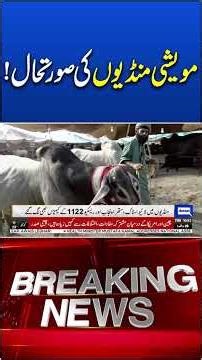 Preparations for Eid-ul-Adha | 14 Cattle Markets Open in Gujranwala #trendingshorts #viralnow