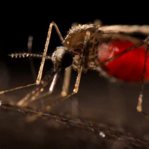 Malaria is the deadliest pathogen that mosquitoes carry. Here's why: | NOVA l PBS